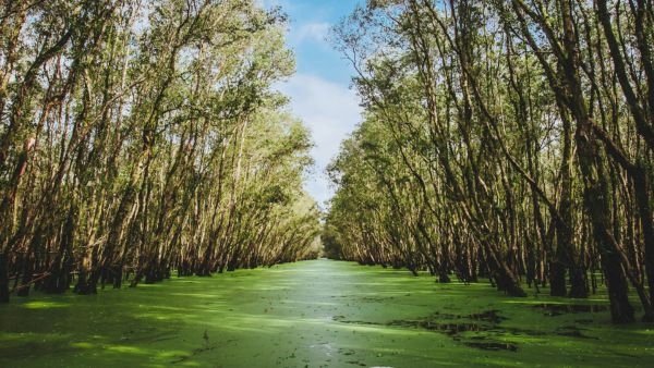 World Mangrove Day 2024 Special