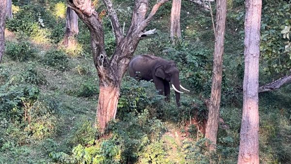 Experience with Elephants of Mudumalai Experience with Elephants of Mudumalai