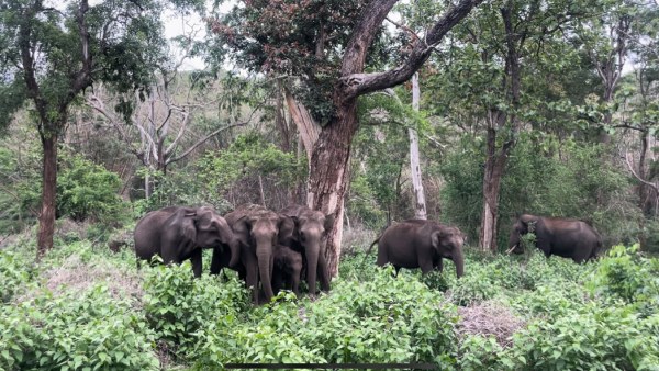 Experience with Elephants of Mudumalai Experience with Elephants of Mudumalai