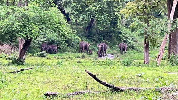 Experience with Elephants of Mudumalai Experience with Elephants of Mudumalai