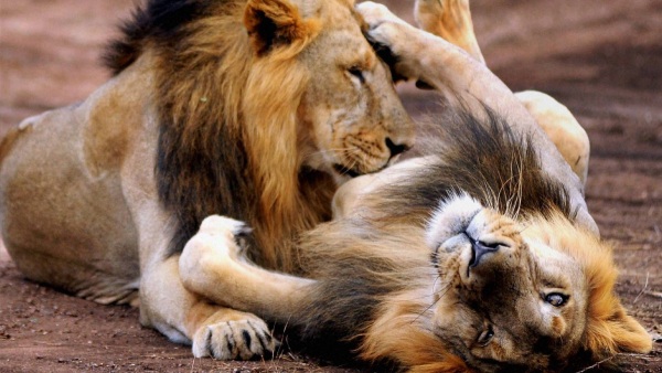World Lion Day 2024 World Lion Day 2024