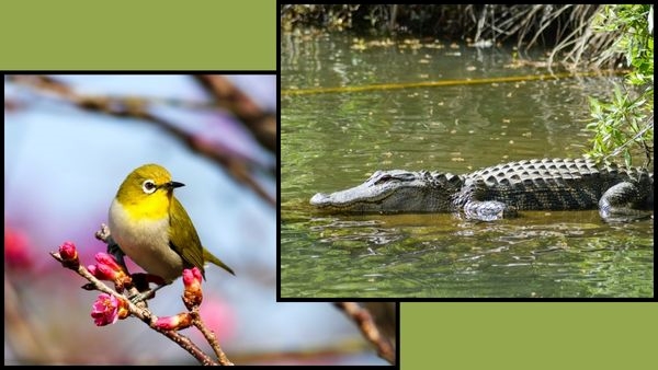 Bhitarkanika National Park Reopens Bhitarkanika National Park Reopens