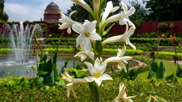 A Floral Haven at Rashtrapati Bhavan