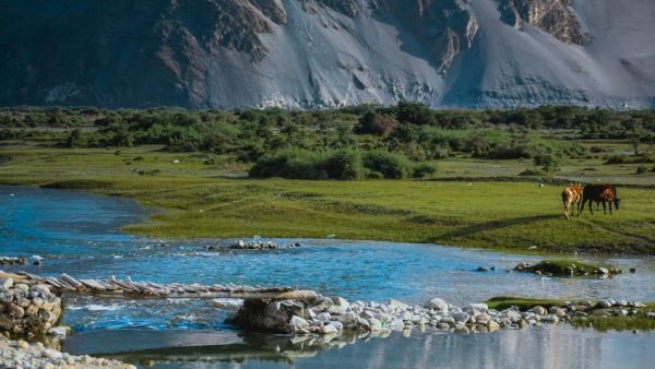 The Magical Colors of Nubra Valley A Visual Feast The Magical Colors of Nubra Valley A Visual Feast