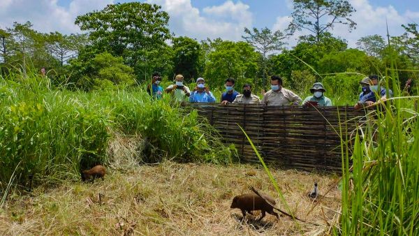 Manas National Park Reopens Manas National Park Reopens