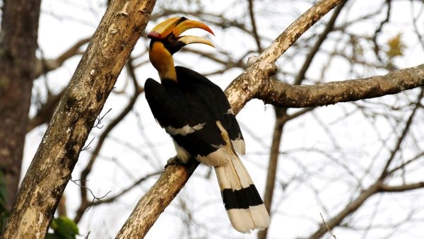 Manas National Park Reopens Manas National Park Reopens