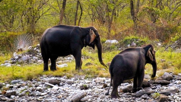 Manas National Park Reopens Manas National Park Reopens