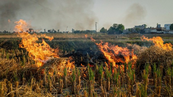Stubble Burning in Amritsar