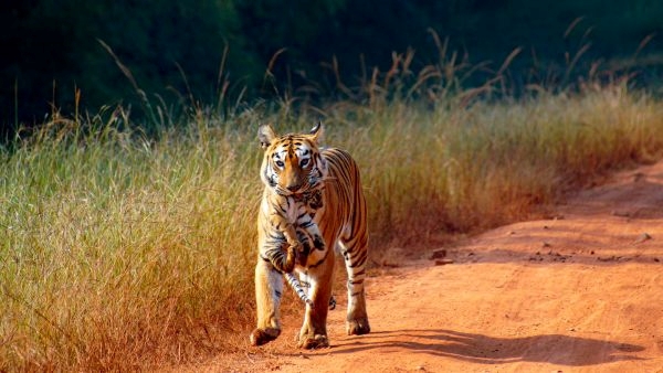MP s New Tiger Reserve Near Bhopal MP s New Tiger Reserve Near Bhopal