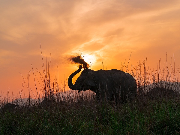 Jim Corbett National Park Jim Corbett National Park