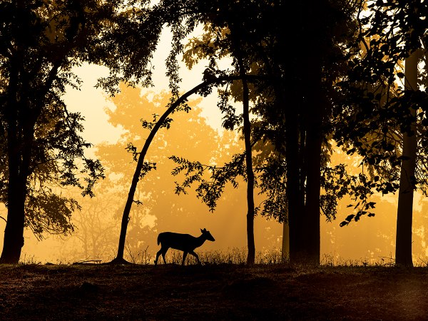 Kanha Kanha