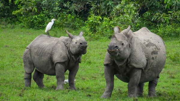 Kaziranga Welcomes Nearly 29 000 Visitor