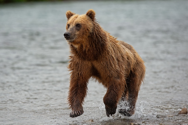Wildlife Photography