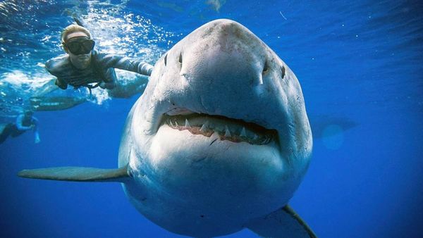Shark