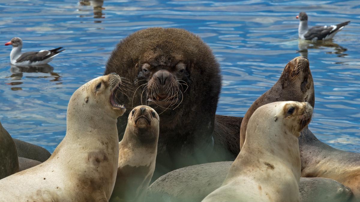 Lessons from the Wild: How animal and human behaviour are interlinked ...