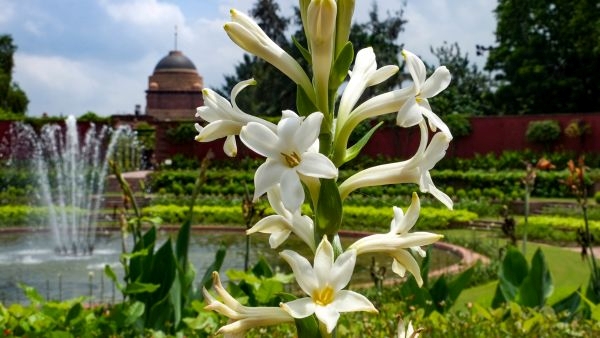 Delhi Amrit Udyan to Open Delhi Amrit Udyan to Open