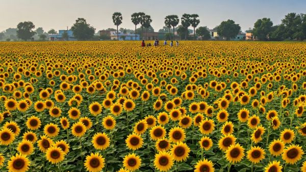 Floral Paradise of Karnataka