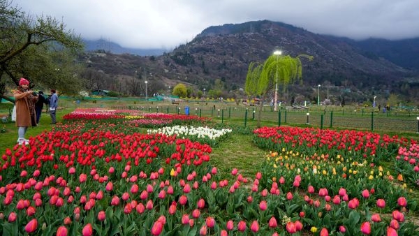 Srinagar s Tulip Garden Opens Srinagar s Tulip Garden Opens