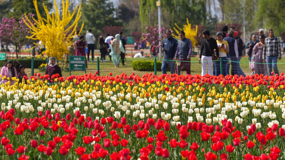Tulip Festival 2025 Kashmir Timings 