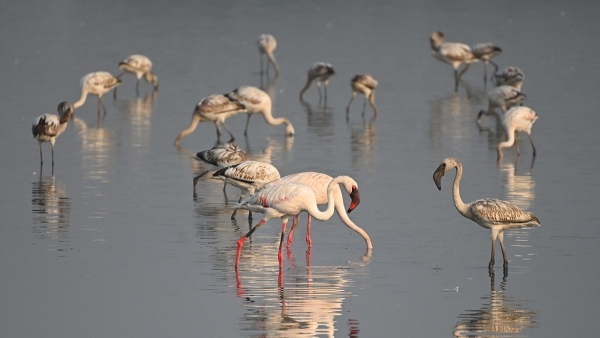 Mangroves in Mumbai