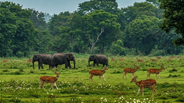Similipal India s 107th national park Similipal India s 107th national park