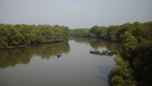 Mangroves in Mumbai