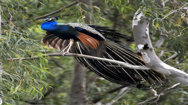 Budget-Friendly Raksha Bandhan Weekend Getaways Near Bangalore under 5 000