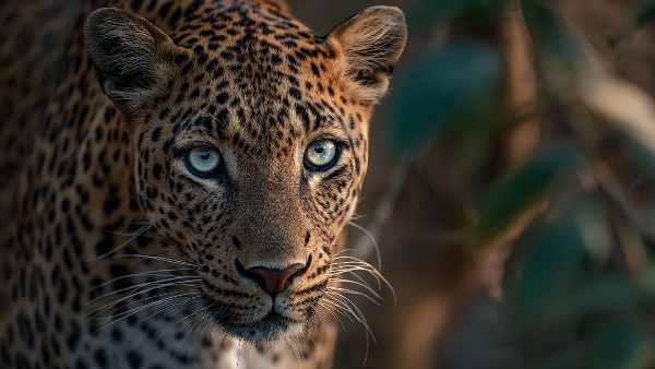 Top 5 Incredible Wildlife Photography Spots Near Bangalore to Master Your Skills