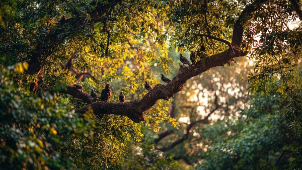 Visit These 5 Incredible Bird-Watching Places Near Bangalore This Weekend Visit These 5 Incredible Bird-Watching Places Near Bangalore This Weekend