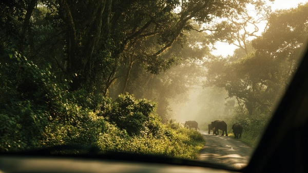 Unveil Bangalore to Wayanad Distance Route Map amp amp Travel Time For an Amazing Road Trip