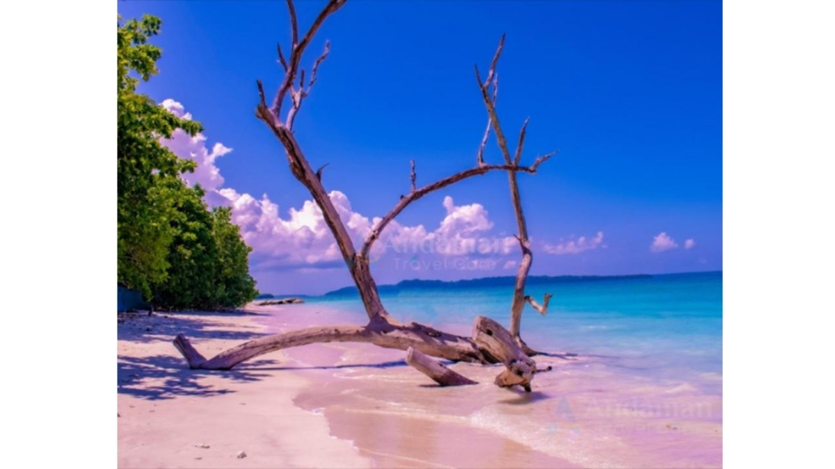 Planning a Trip to Andaman? Customized Tour Packages Are Transforming Island Tourism