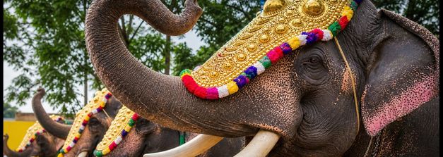 ಮೈಸೂರು ದಸರಾ ಆನೆಗಳ ತಾಲೀಮು ಶುರು: ಉಚಿತವಾಗಿ ವೀಕ್ಷಿಸಲು ಬೆಸ್ಟ್ ಸ್ಪಾಟ್‌ಗಳು ಮತ್ತು ಟಿಪ್ಸ್