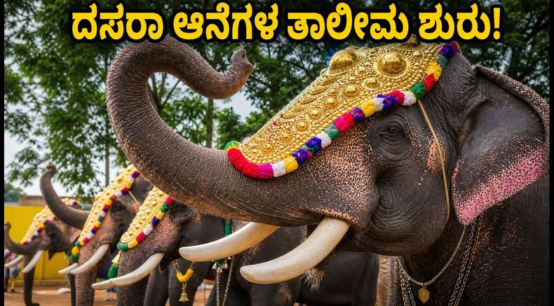 ಮೈಸೂರು ದಸರಾ ಆನೆಗಳ ತಾಲೀಮು ಶುರು: ಉಚಿತವಾಗಿ ವೀಕ್ಷಿಸಲು ಬೆಸ್ಟ್ ಸ್ಪಾಟ್‌ಗಳು ಮತ್ತು ಟಿಪ್ಸ್