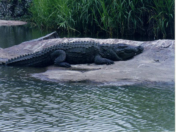 ಕರ್ನಾಟಕದ ಪಕ್ಷಿ ಕಾಶಿ : ರಂಗನತಿಟ್ಟು