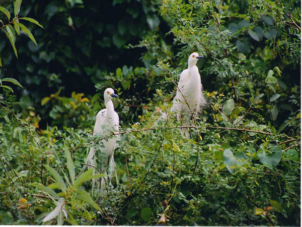 ಕರ್ನಾಟಕದ ಪಕ್ಷಿ ಕಾಶಿ : ರಂಗನತಿಟ್ಟು
