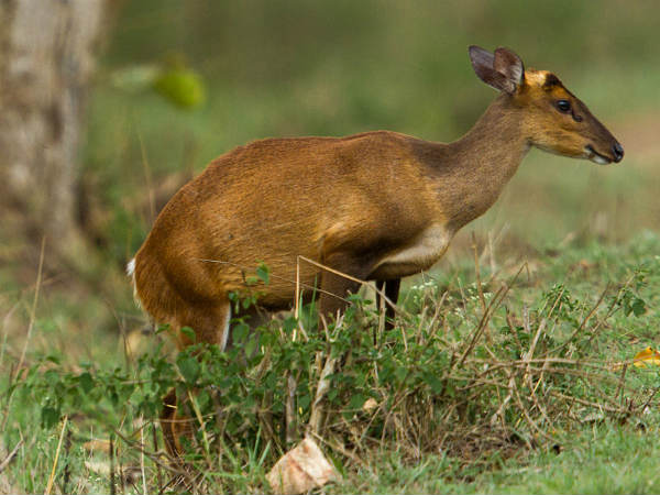 ಇಂಡಿಯನ್ ಮುಂಜ್ಯಾಕ್ (Indian munjac):