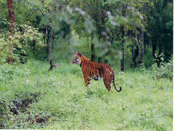 ಬೆಂಗಾಲ್ ಟೈಗರ್: