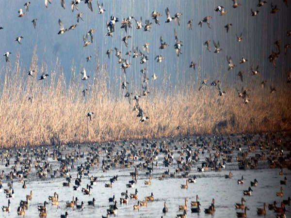 ಪಕ್ಷಿ ವೀಕ್ಷಣೆ: