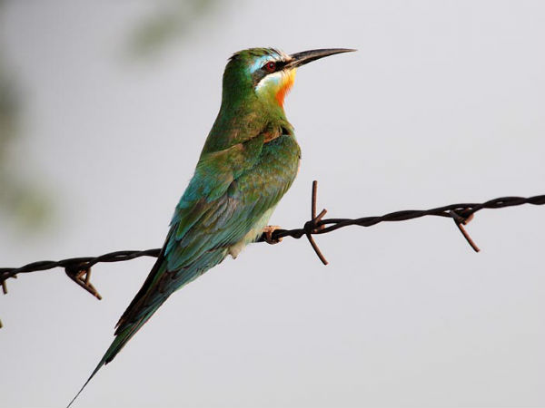 ಬೀ ಈಟರ್: ಬೀ ಈಟರ್:
