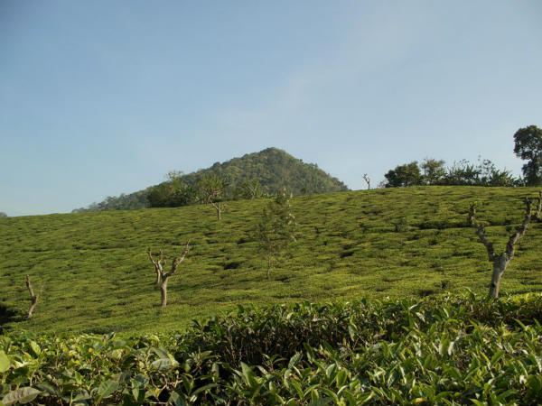 ನೀಲ್ಗಿರಿ: