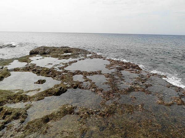 ವನ್ಯಸಂಪತ್ತು: