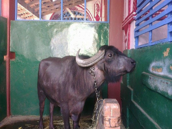 ಶಿರಸಿ ಮಾರಿಕಾಂಬಾ ಜಾತ್ರೆ: