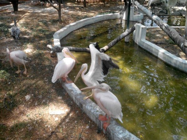 ಮೈಸೂರು ಮೃಗಾಲಯ: