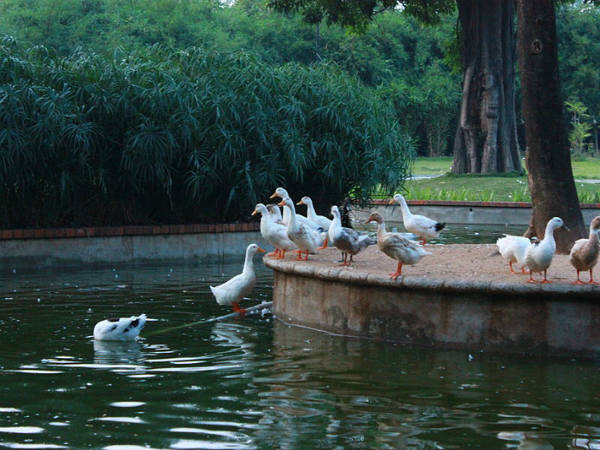 ಸೆಮ್ಮೊಳಿ ಪೂಂಗಾ: