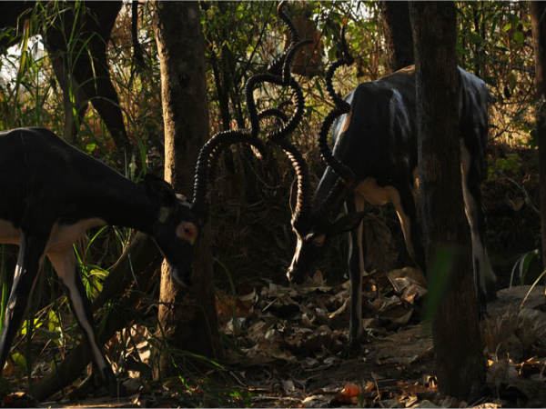 ಉತ್ಸವ ರಾಕ್ ಉದ್ಯಾನ: