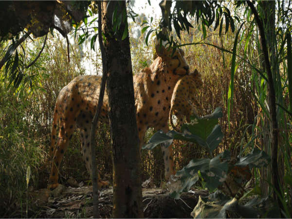 ಉತ್ಸವ ರಾಕ್ ಉದ್ಯಾನ: