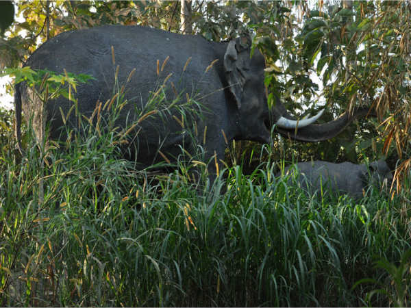 ಉತ್ಸವ ರಾಕ್ ಉದ್ಯಾನ: