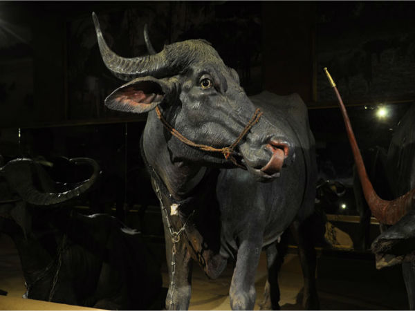 ಉತ್ಸವ ರಾಕ್ ಉದ್ಯಾನ: