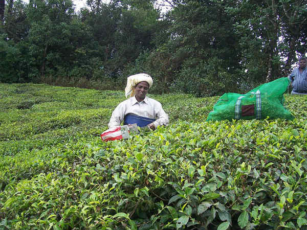 ಮುನ್ನಾರ್: