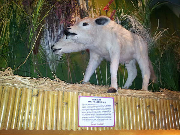 ಇನ್ನೊವೇಟಿವ್ ಫಿಲ್ಮ್ ಸಿಟಿ: